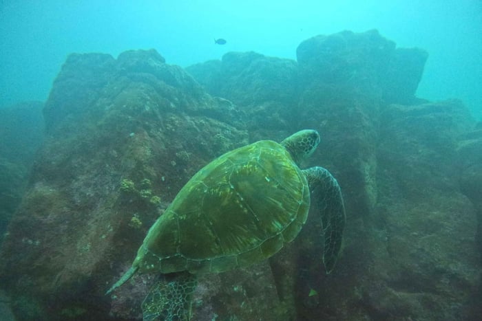 Galapagos Discovery Diving ONE-DAY OPPLEVELSE