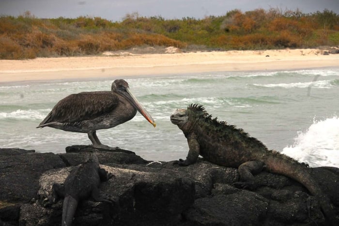 Galapagos Island Hopping Tour - 9D/8N