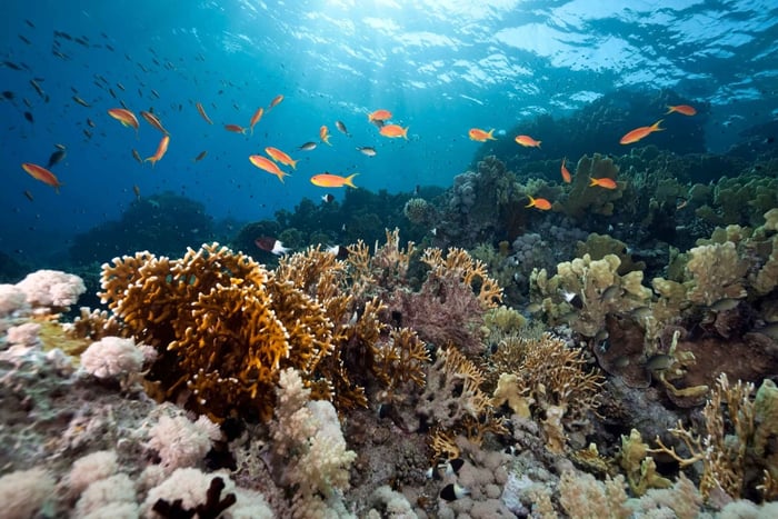 Isabela Island: Concha Perla Snorkeling Experience