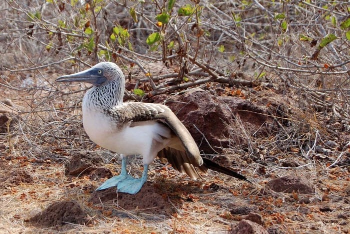 Puerto Ayora: Uflykt i bukten med snorkling och kustlandskap