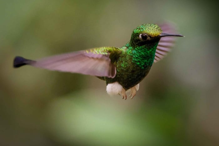 Quito: Choco Cloud Forest and Mindo Day Trip