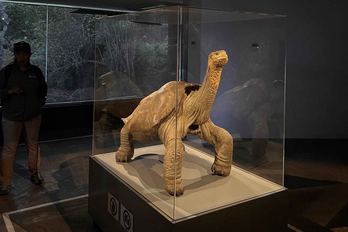 Santa Cruz: Tour privado Estación Charles Darwin, tortugas y museo