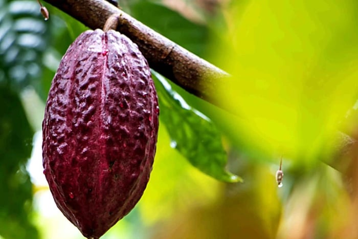 Tena: Amazon Cacao Workshop and Chocolate Making Experience