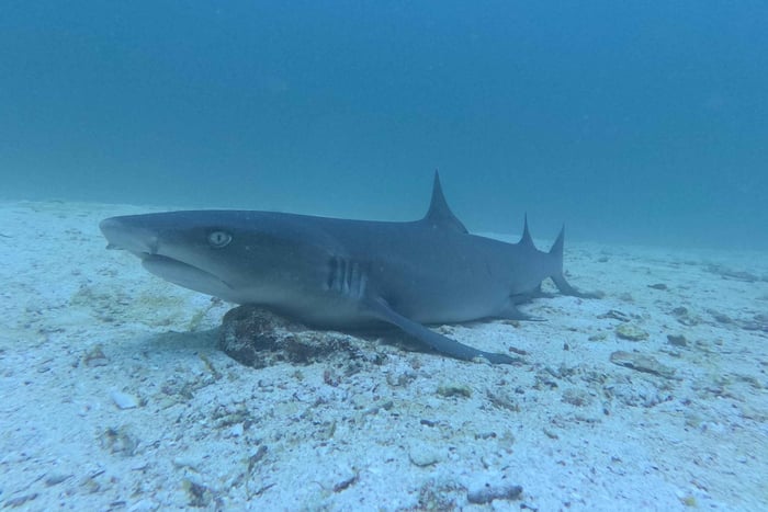 Da Puerto Ayora: Tour di un giorno a Pinzon in battello nelle Galapagos