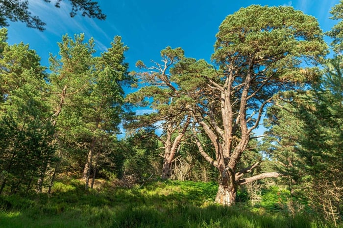 Edinburgh: Scottish Highlands Walking Day Tour with Guide