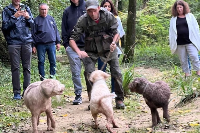 Florence: Truffle Hunt, San Gimignano, and Chianti Day Trip