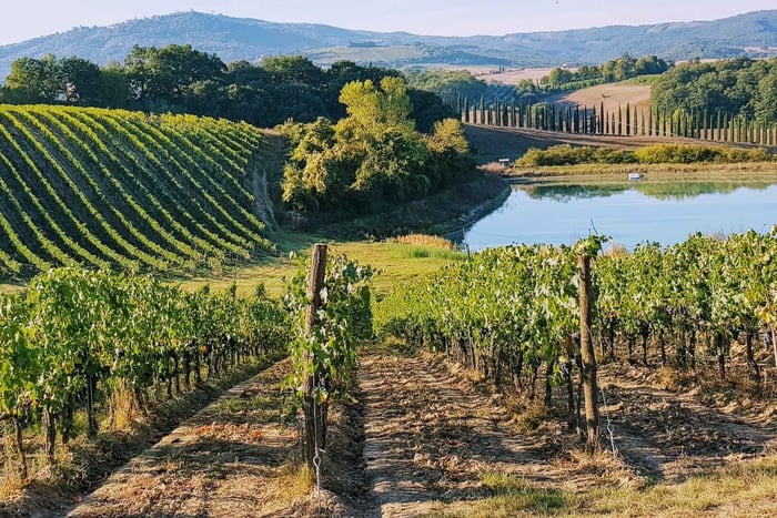 Fra Firenze: Chianti-vinsmagning ved solnedgang dagsudflugt