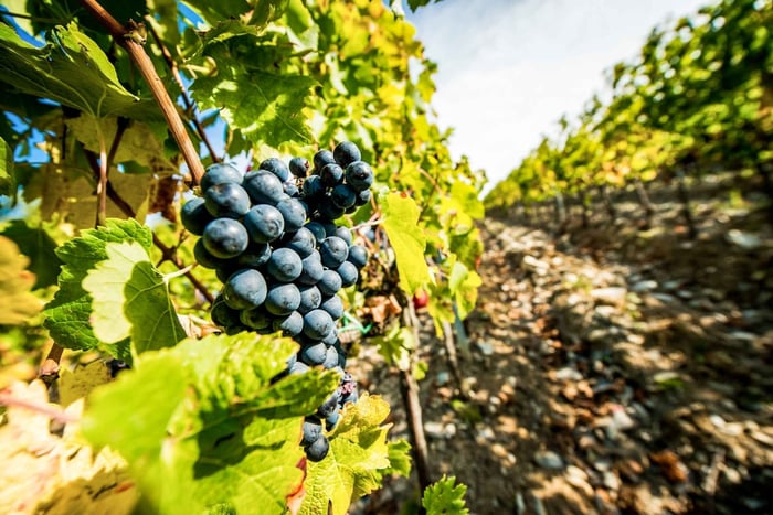 Desde Florencia: Ruta enogastronómica de la Toscana con guía