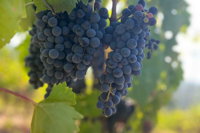 Passeio de vinhos em Chianti: 2 vinícolas históricas, almoço e traslado