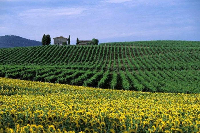 Toscana Postkortstur – måltid och provsmakning på vingård (6 timmar)