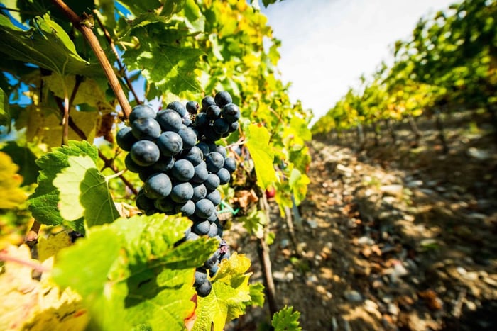 Tuscany Wine & Food Tour with Guide