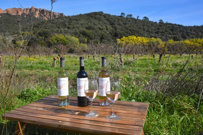 Agay: Wine tasting and vineyard tour