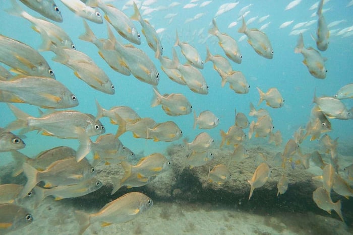 Fuerteventura: Discover Scuba Diving