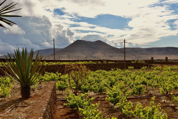 Join us for a guided tour of the Conatvs winery and enjoy a wine tasting in Spanish
