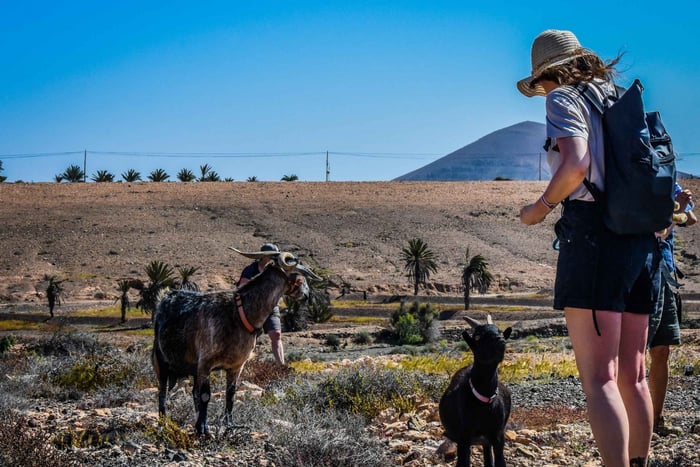 Fuerteventura : Visite guidée du trekking avec les chèvres de l'île