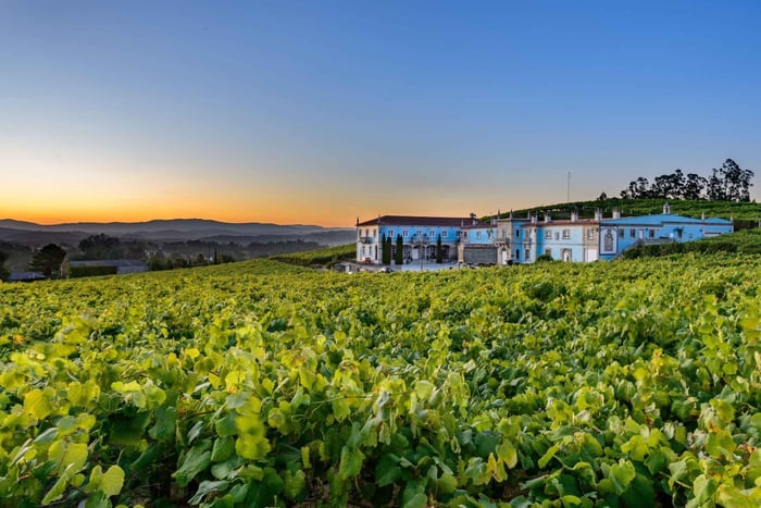 Cantina Granbazán: visita guidata e degustazione di vini
