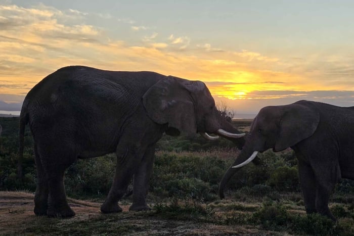 2-Day Cape Town Safari with Big 5, Penguins & Cape Agulhas
