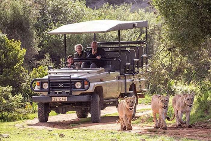 Visite en petit groupe de 2 jours au Cap : Safari sur la Route des Jardins avec les Big 5
