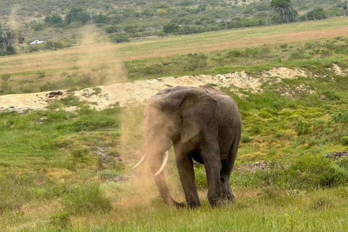 Desde Ciudad del Cabo: safari de 2 días por la Ruta Jardín