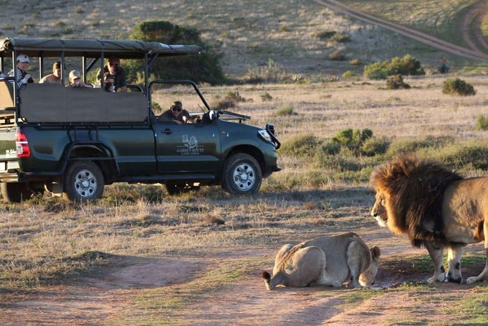 From Cape Town: 2-Day Safari at Garden Route Game Lodge