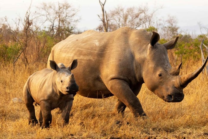 From Durban: 5-Day Whale Route, Hiking & Safari Tour