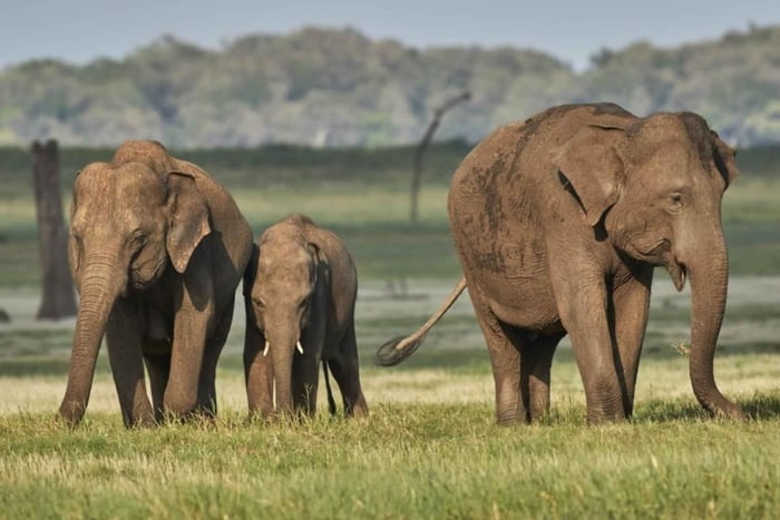 Fra Durban: 5-dages tur med Wild Coast, safari og vandretur