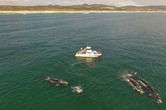 Gansbaai: Hvalsafari med båd