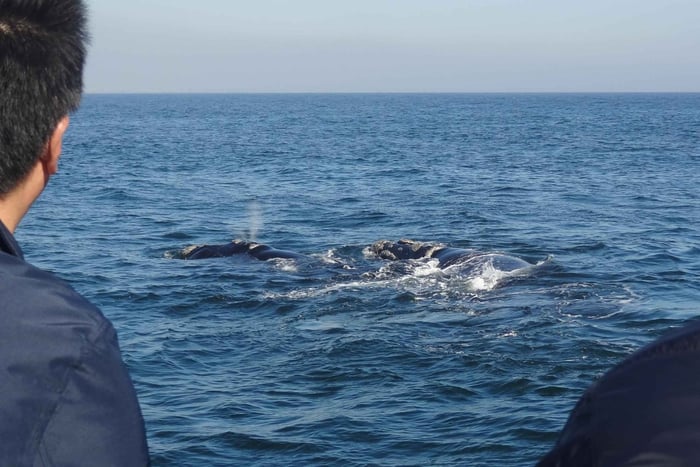 Hermanus: walvissafari per boot