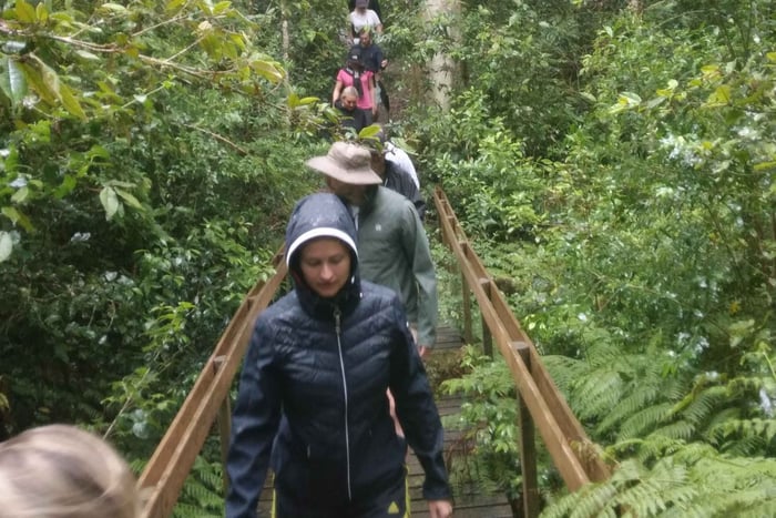 Knysna: ruta de senderismo guiada por el bosque con desplazamientos