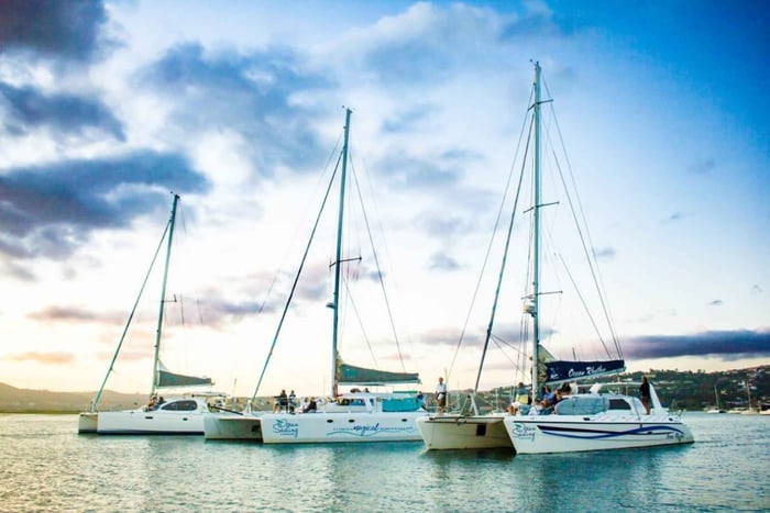 Knysna: Luxury Catamaran Marine Adventure Tour