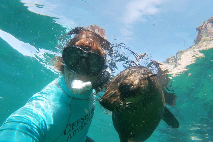 Plettenberg Bay: Swim with Seals