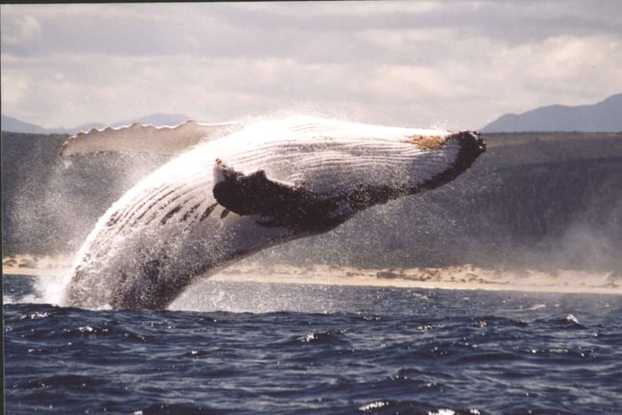 Plettenberg Bay: Cruise med hvalsafari