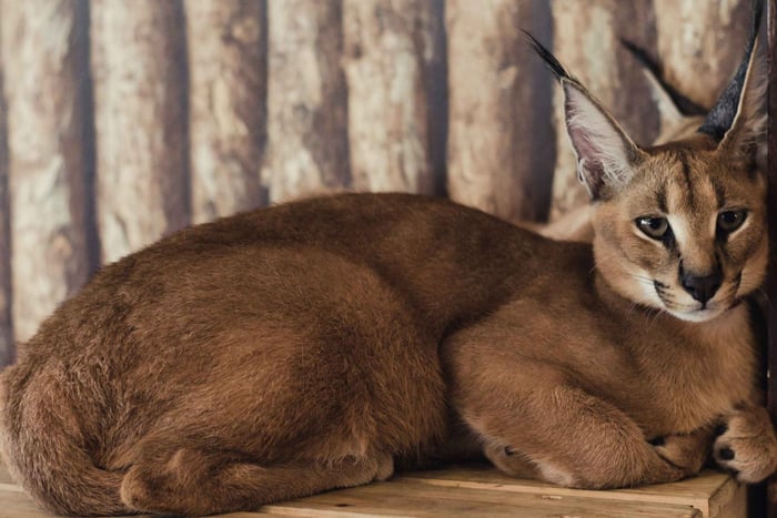 Private Animal Lover’s Tour – Half Day