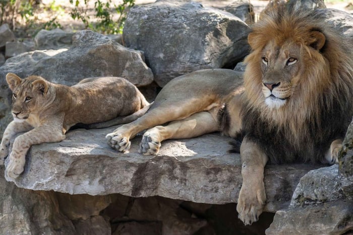 Gdansk : Zoo d'Oliwa avec billets et transport aller-retour
