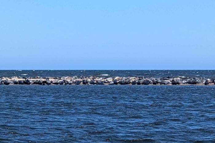 Gdańsk: Båttur for å se seler fra Sobieszewo