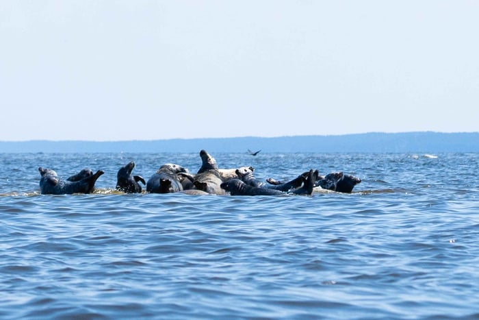 Seal watching
