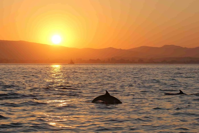 Boat ride with the chance to see dolphins in Algeciras