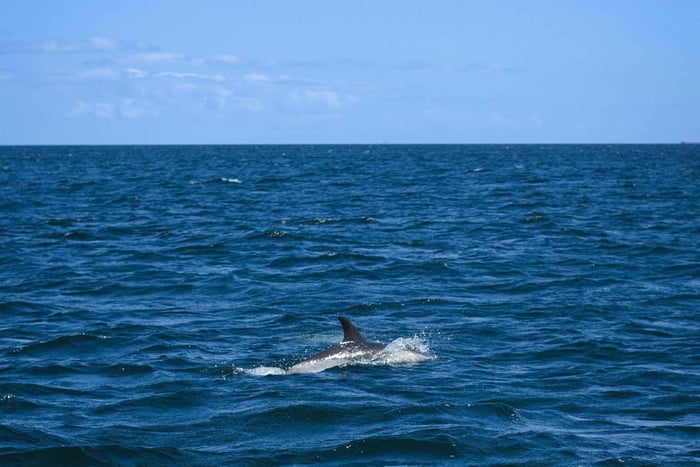 Seiling og marint naturopplevelse i Estepona
