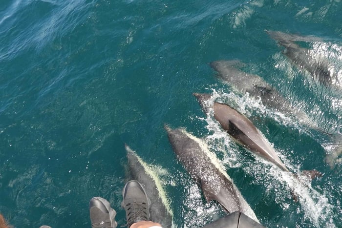 Vanuit Jerez: dolfijnentocht in Gibraltar met vrije tijd