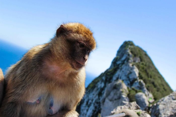 From Malaga: Full-Day Trip to Gibraltar