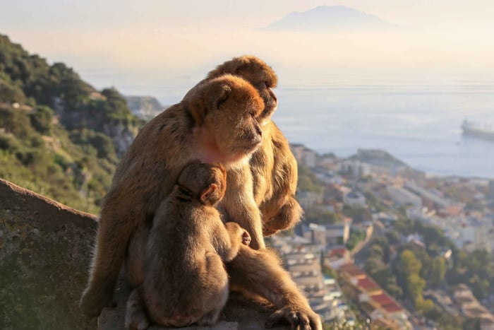 Gibraltar and Mijas Day Trip with Free Time from Málaga