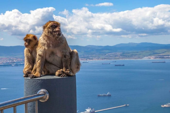 Gibraltar & Marbella Express fra Málaga (valgfri sightseeingtur på The Rock og delfiner)
