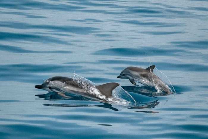 Sotogrande: Sogrande: Dolphin Watching Boat Trip with Drink