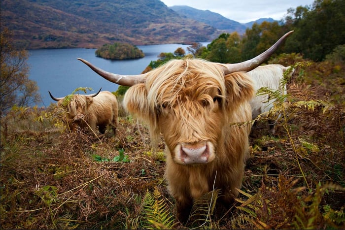 Loch Lomond, Stirling Castle and the Kelpies: Private Tour
