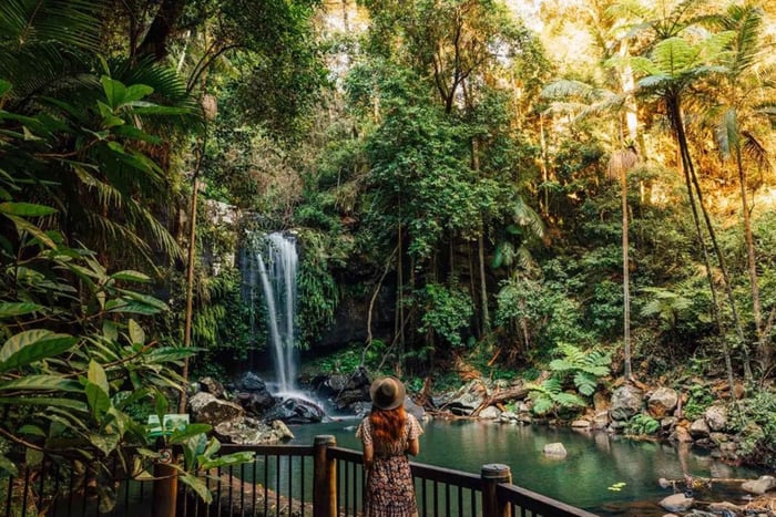 From the Gold Coast Hop on Hop off Bus to Tamborine Mountain