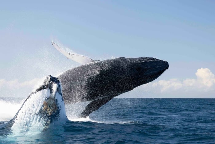 Gold Coast/Coolangatta: Whale Watching with Marine Biologist