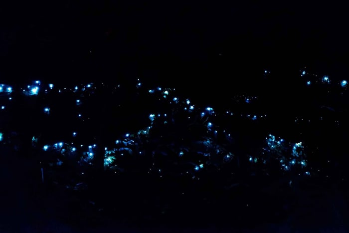 Costa de Ouro: Experiência nocturna na floresta tropical e nos vermes luminosos