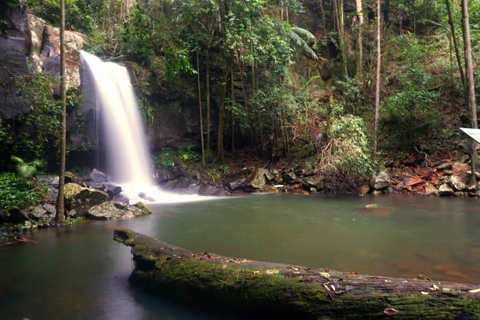 Gold Coast : promenade nocturne dans la forêt tropicale et cascade