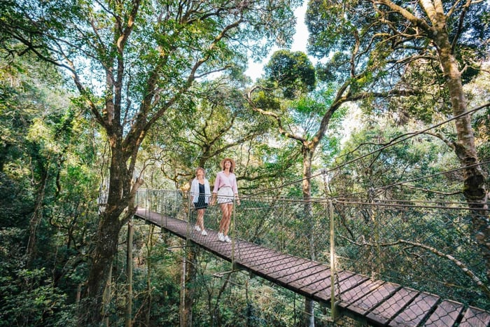 Gold Coast: Lamington Treetops, wilde dieren en een bezoek aan een wijngaard
