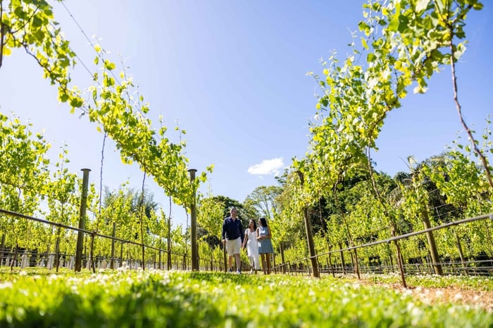 Costa de Ouro: Visita de luxo ao vinho com almoço gourmet e destilaria